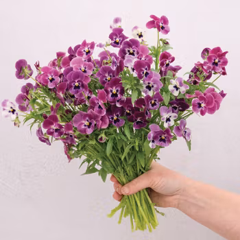 Viol Sorbet XP Raspberry