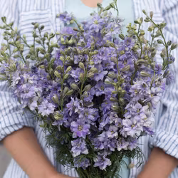 Sommarriddarsporre QIS Light Blue