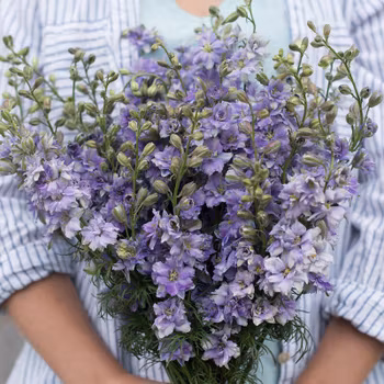 Sommarriddarsporre QIS Light Blue