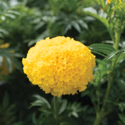 Tagetes Coco Yellow