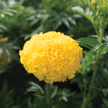 Tagetes Coco Yellow