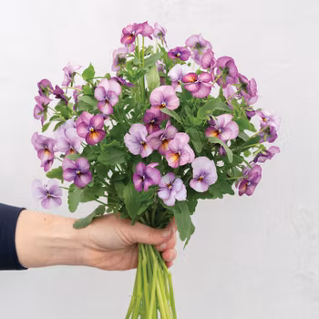 Viol Floral Power Plum Antique