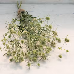 Rysk Marton White Glitter