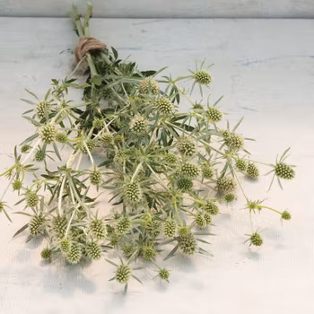 Rysk Marton White Glitter