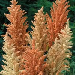 Amaranthus Autumn Palette