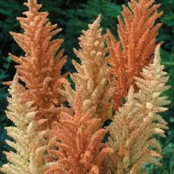 Amaranthus Autumn Palette