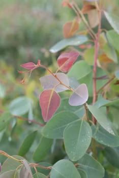 Eucalyptus blakelyi Red Gum