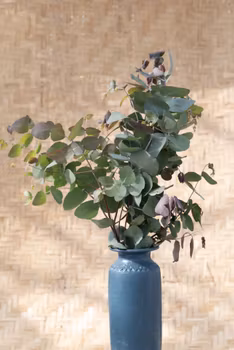 Eucalyptus populnea Bimble Box