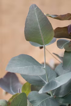 Eucalyptus populnea Bimble Box