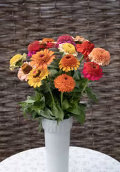 Zinnia Crestar Fieldgrown Mix