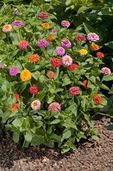 Zinnia Cupid Mix