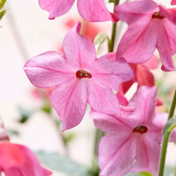Blomstertobak Sirius Pink F1