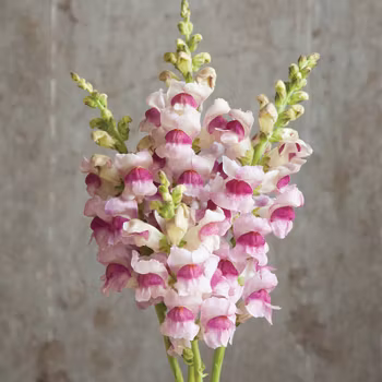 Lejongap Potomac Plumblossom