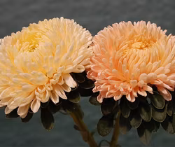 Aster Syringa Orange