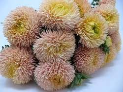 Aster Juwel Morganit Salmon