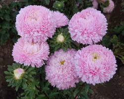 Aster Syringa Light rose