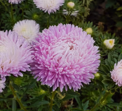 Aster Balloon Appleblossom