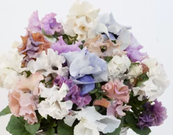 Snitt Pensé Sweet Pea Mixed Fi