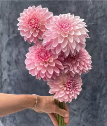 KA's® Rose Quartz Dahliastickling