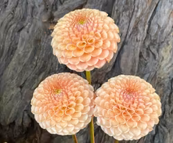 KA's® Honeycomb Dahliastickling