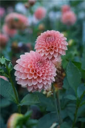 RM Lure Dahliastickling