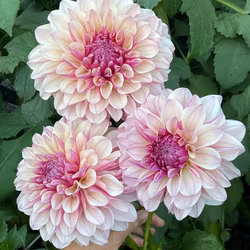 KA's® Penny ­Lane Dahliastickling