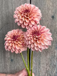 KA's® Rhubarb Dahliastickling