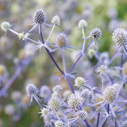 Rysk Marton Blue Glitter