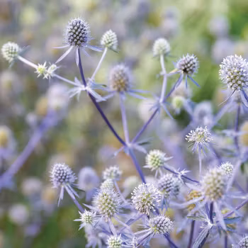 Rysk Marton Blue Glitter