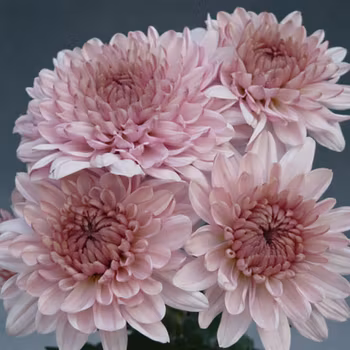 Snittkryss Bella Pink  (3-pack)