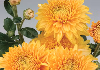 Snittkryss Gomphie Bronze  (3-pack)