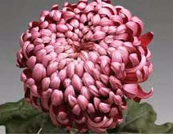 Snittkryss Daily Mirror (3-pack)