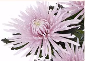 Snittkryss Cipria  (3-pack)