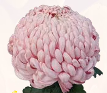 Snittkryss Vienna Pink  (3-pack)