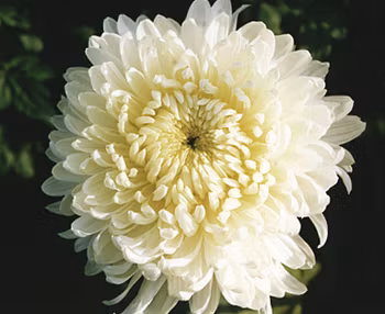 Snittkryss Evelyn Bush  (3-pack)