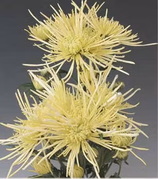 Snittkryss White Spider  (3-pack)