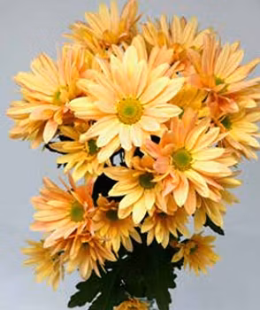 Snittkryss Delhi Apricot  (3-pack)