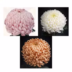 Snittkryss Vienna Mix (3-pack)