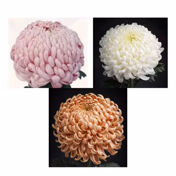 Snittkryss Vienna Mix (3-pack)