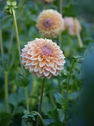 RM Summer Haze Dahliastickling