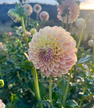 Coorabell Moonglow Dahliastickling