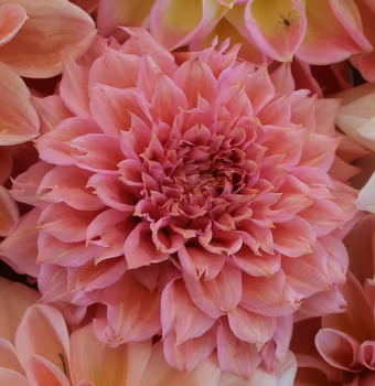 Lee´s Strawberry Fizz Dahliastickling