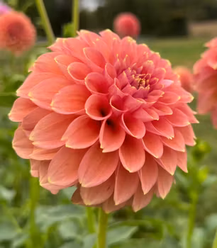 Peachy Parade Dahliastickling