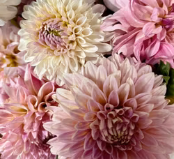 Coralie Dahliastickling