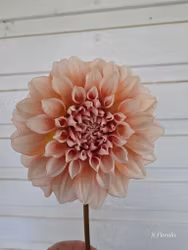 Lee´s Pineberry Trifle Dahliastickling