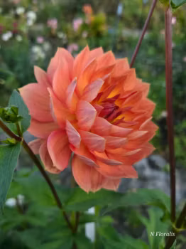 Hollyhill Daydream Dahliastickling