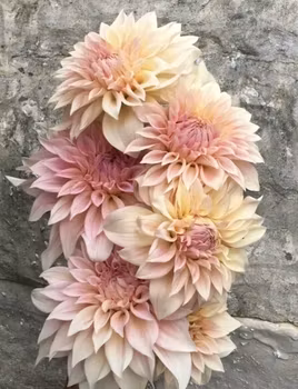 KA's® Mocha Maya Dahliastickling