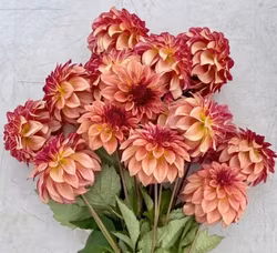 KA's® Mocha Katie Dahliastickling