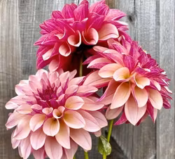 KA’s® Cafe Mauve Dahliastickling