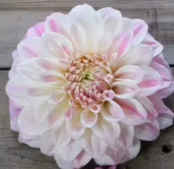 Coconut Ice Dahliastickling